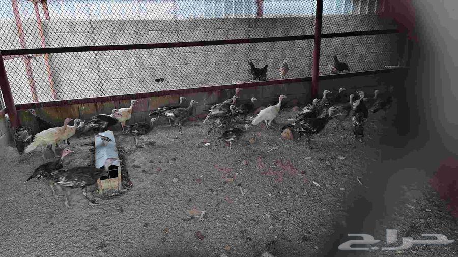 دجاج رومي64593937670147110