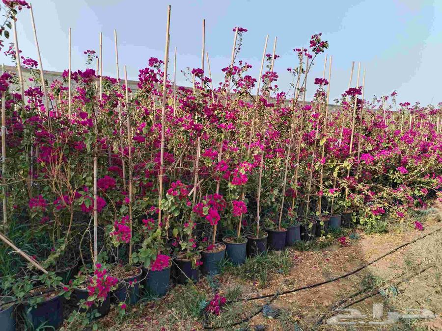 جهنميه كميات موجوده لدينا واسعار خياليه للجمله64592420285953110