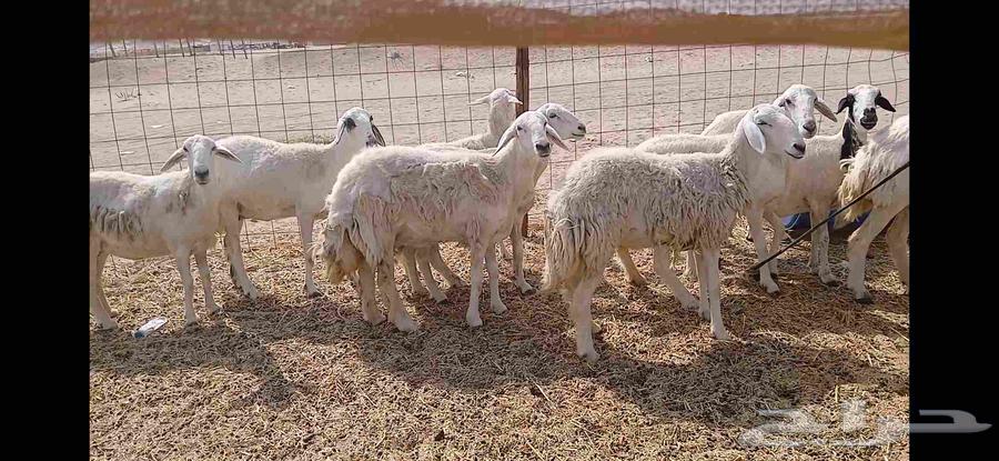 Sheep, 14 heads64590399941763111