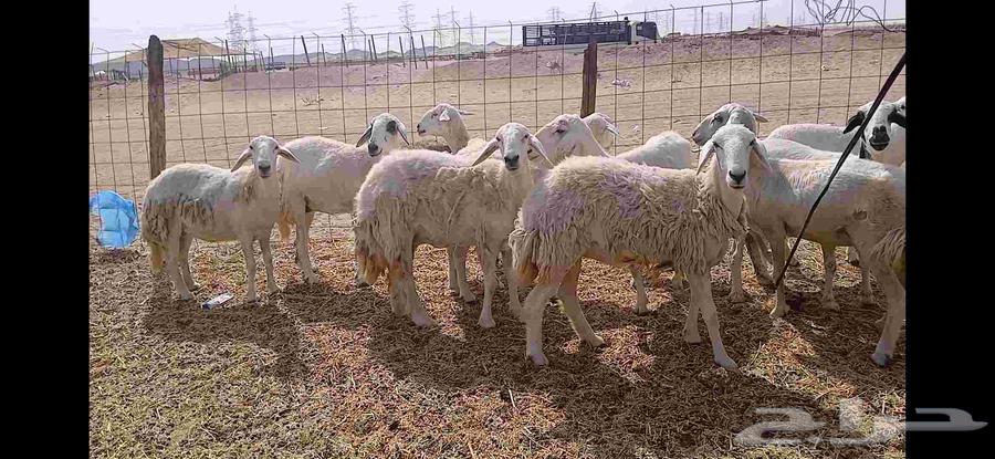 Sheep, 14 heads64590399941763113