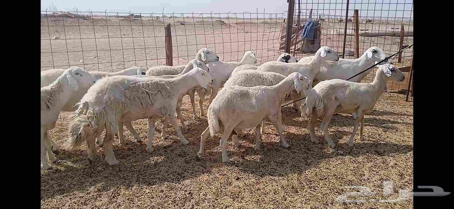 Sheep, 14 heads64590399941763114