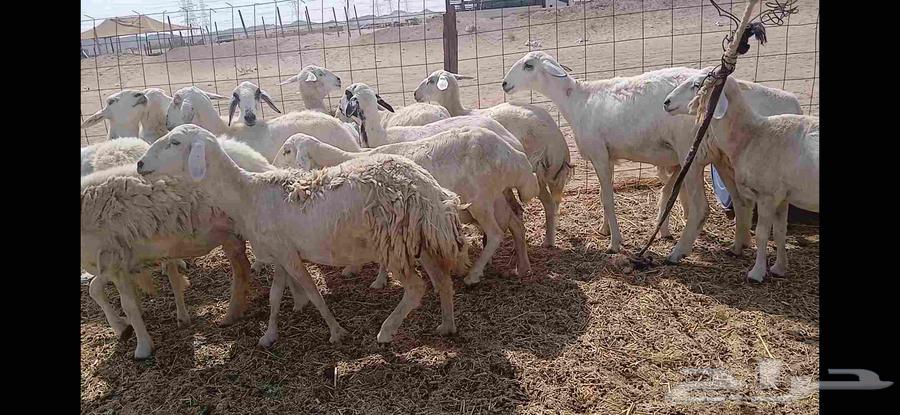 Sheep, 14 heads64590399941763110