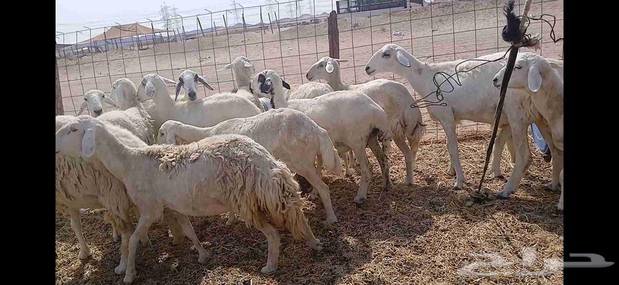 Sheep, 14 heads64590399941763112