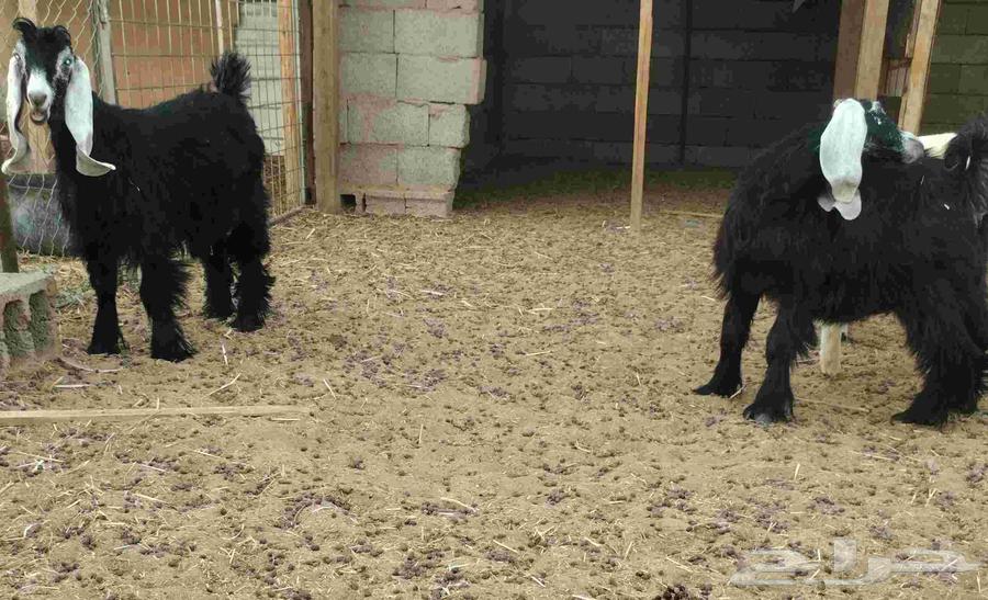 جفار صنف للبيع64596079715841112