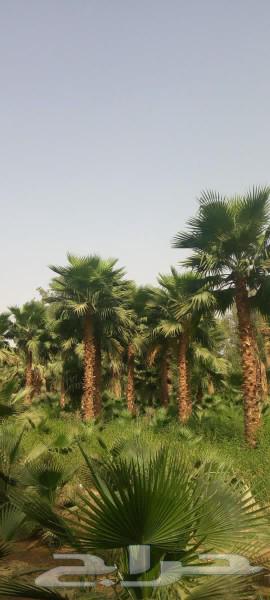 نخيل واشنطونيا ونخيل مثمر64425043969027110