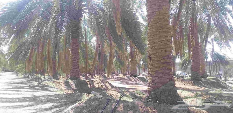 نخل برحي نجران درجه أولى ... نخله مثمره جاهزه الكميه مفتوحه64596328467459112