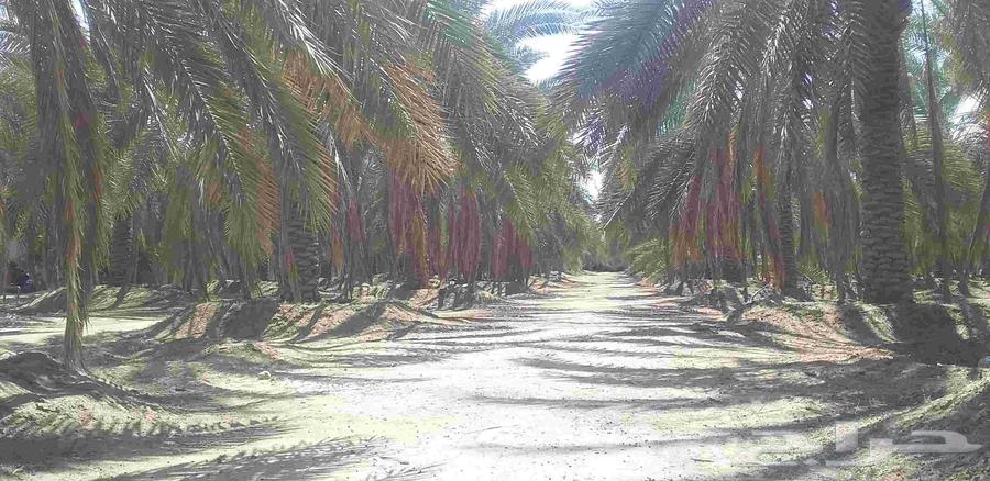 نخل برحي نجران درجه أولى ... نخله مثمره جاهزه الكميه مفتوحه64596328467459113