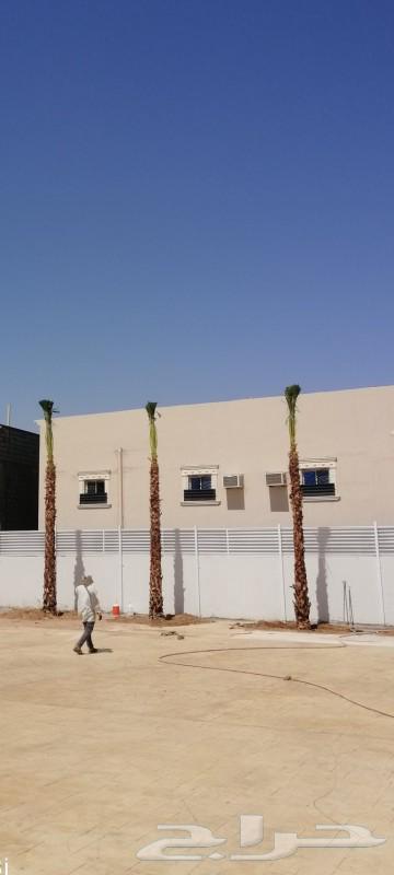 نخيل واشنطونيا ونخيل مثمر64425043969027111