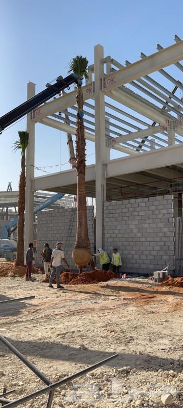 نخيل واشنطونيا ونخيل مثمر64425043969027113