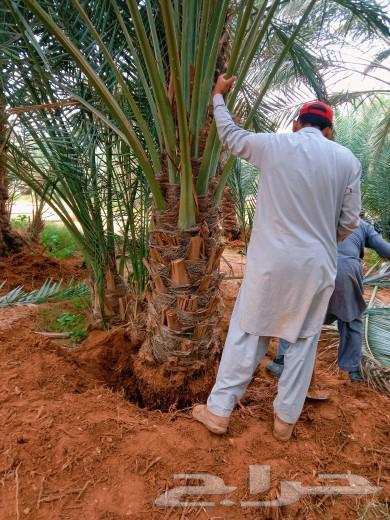 نخل للبيع نقايل فسايل نخيل صقعي مجدول واشنطني دخيني سكري غر64589767923329112