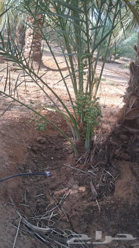 نخيل64595501910786111