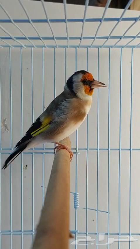 Husson Fire Tweet64591250266883110