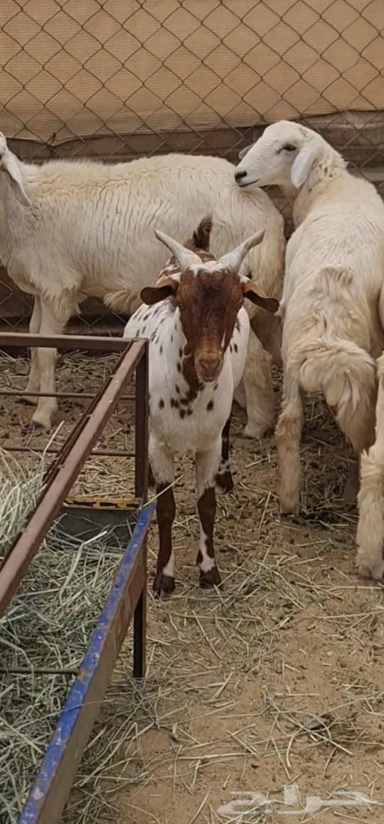 تيس مقفل شحم ولحم تبارك الله (تم البيع)64594589623939110