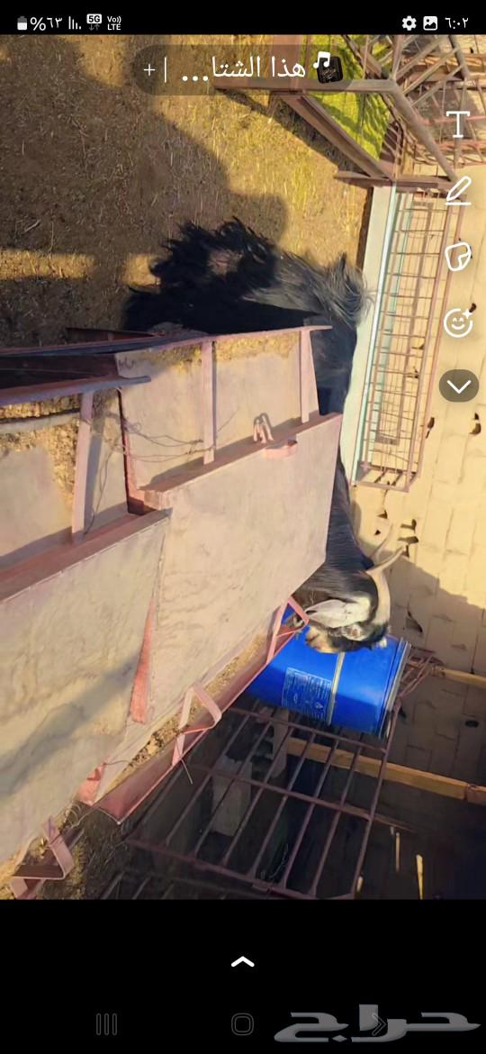 تيس عارضي للبيع شرط القريع64593668843139112