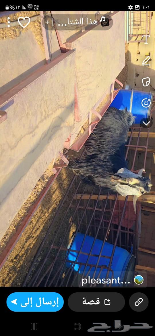 تيس عارضي للبيع شرط القريع64593668843139111