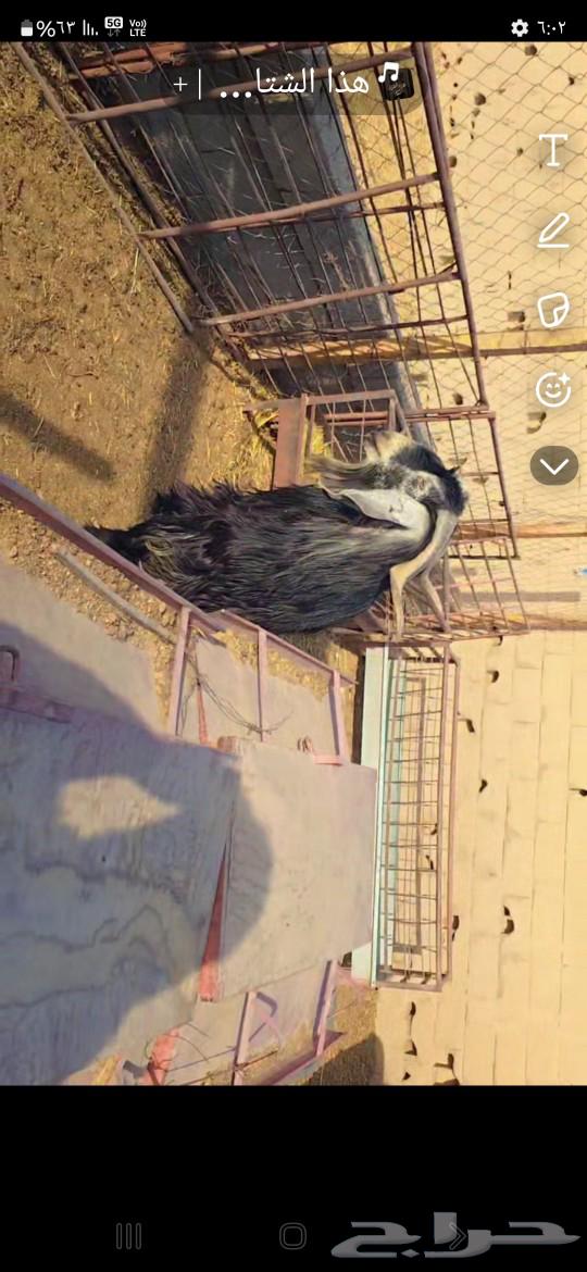 تيس عارضي للبيع شرط القريع64593668843139113