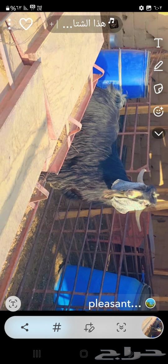 تيس عارضي للبيع شرط القريع64593668843139110