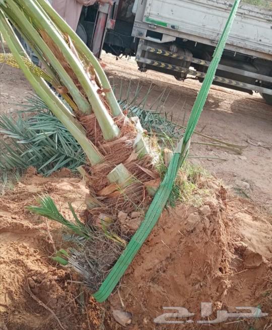 نخل للبيع نقايل فسايل نخيل صقعي مجدول واشنطني دخيني سكري غر64589767923329111