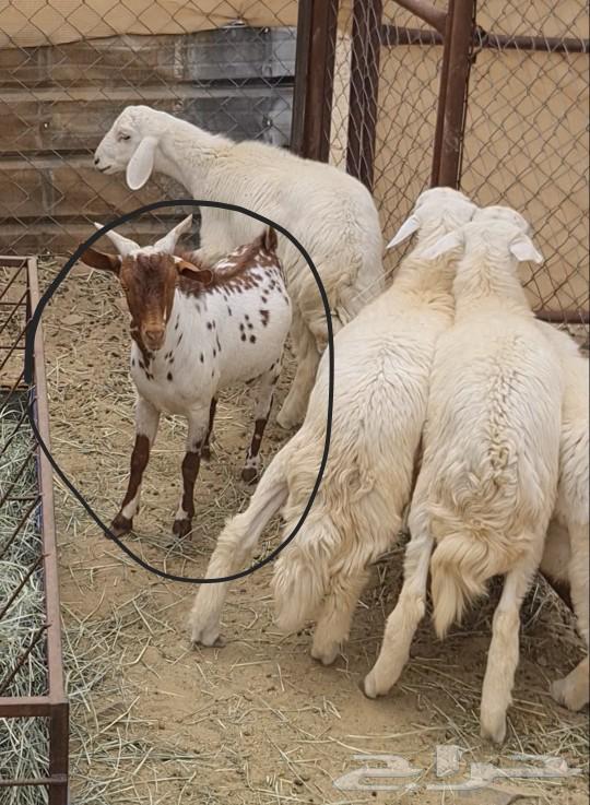 تيس مقفل شحم ولحم تبارك الله (تم البيع)64594589623939111