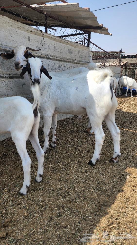 Bichhi Stud Project64593765700993112