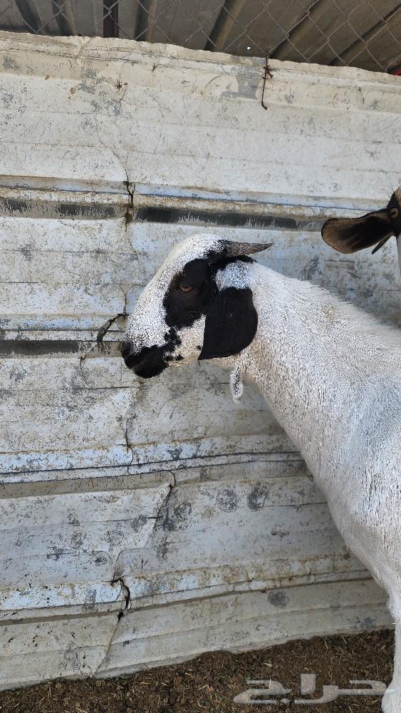 Bichhi Stud Project64593765700993111