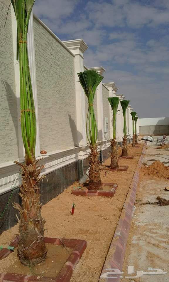 نخل وشنطني زينه امريكي للبيع64592347429889113