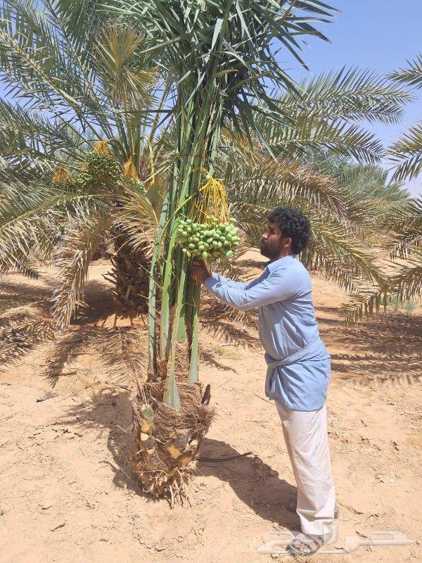 نخيل64595501910786112