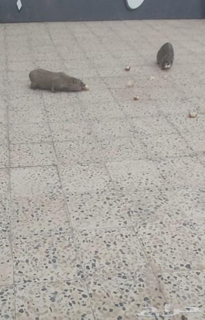 وبران للبيع اليفه64591466588802111