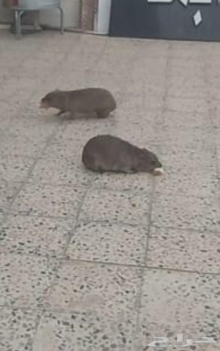 وبران للبيع اليفه64591466588802110