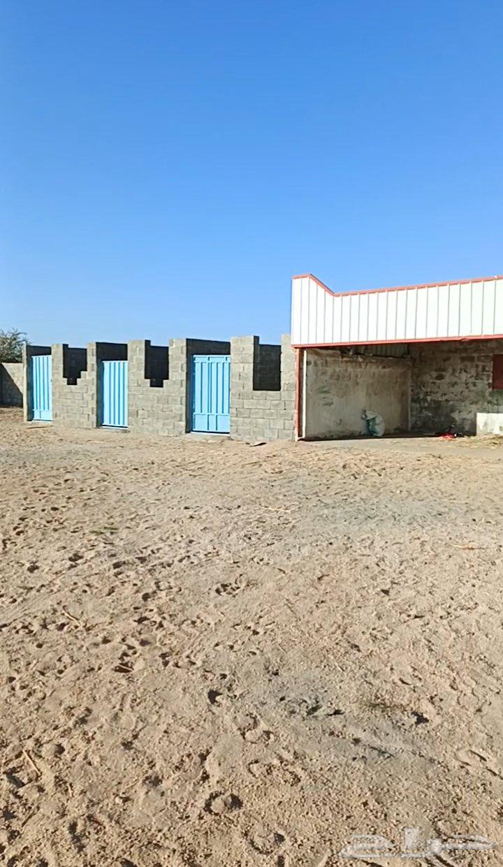 مربط العبية يعلن64594247141762110