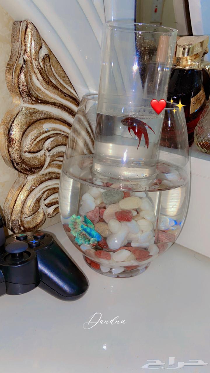 سمك فايتر سمكتين في صحه جيده تماما64593023273730110