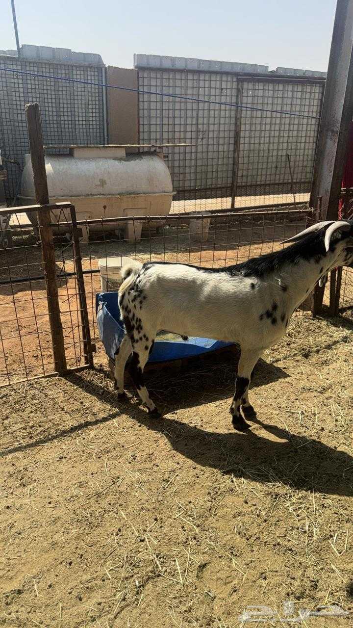 Bichhi Stallion64590557832194110