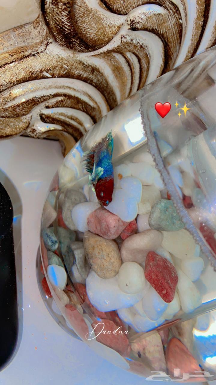 سمك فايتر سمكتين في صحه جيده تماما64593023273730112