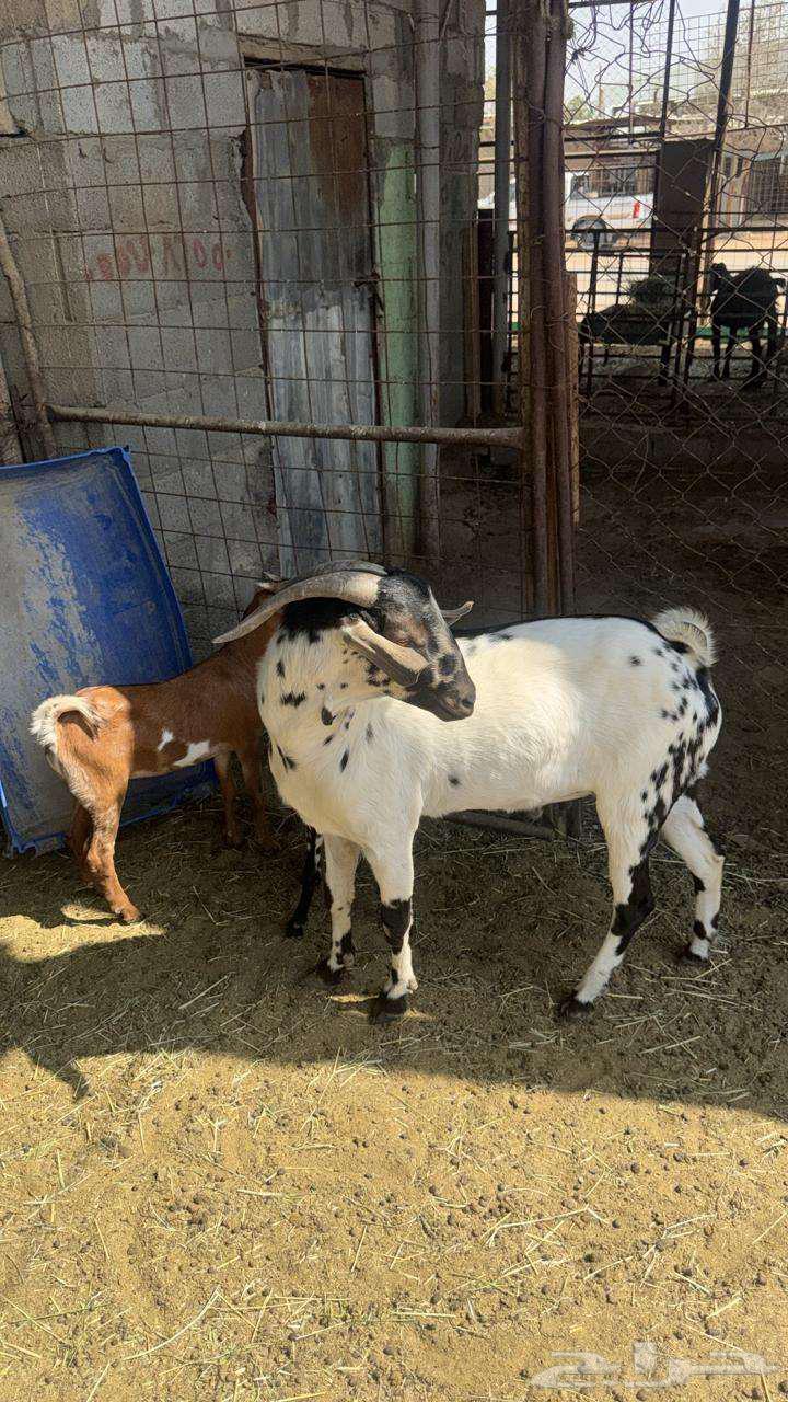 Bichhi Stallion64590557832194111