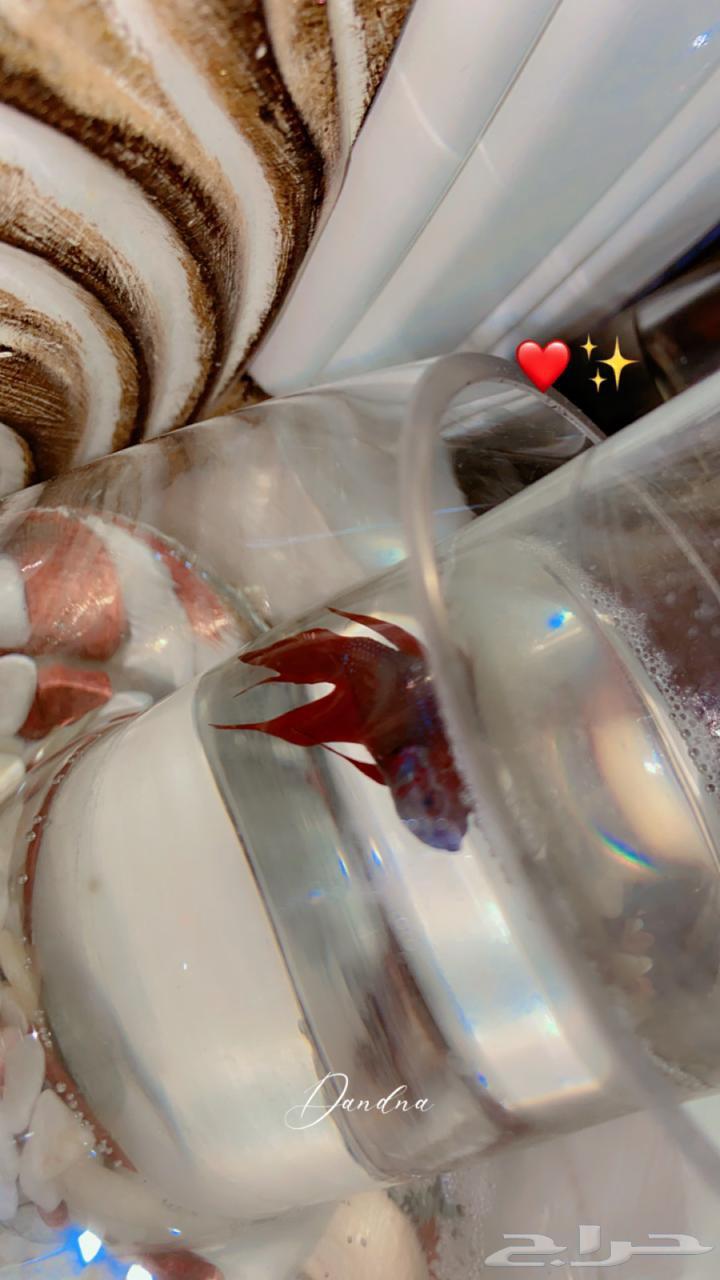 سمك فايتر سمكتين في صحه جيده تماما64593023273730111