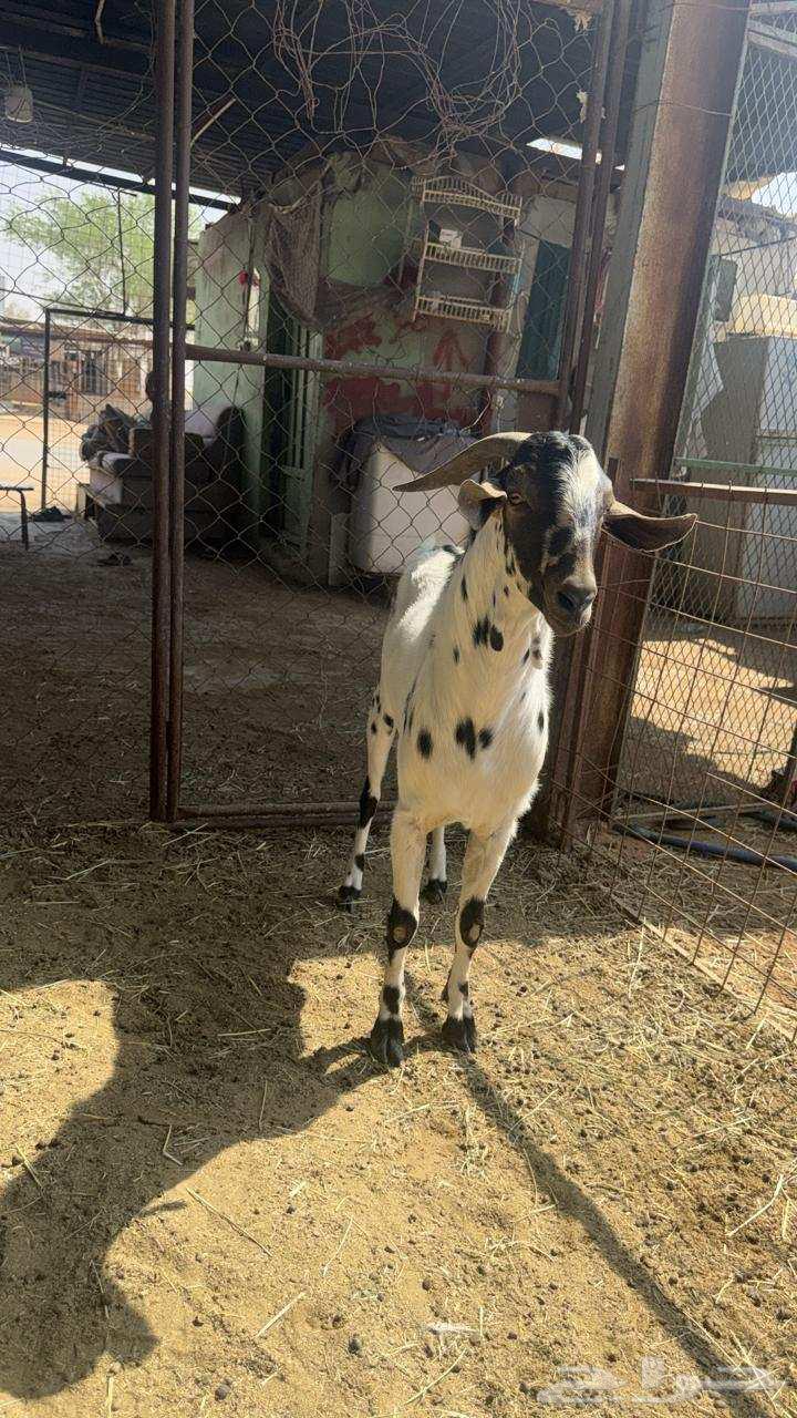 Bichhi Stallion64590557832194112