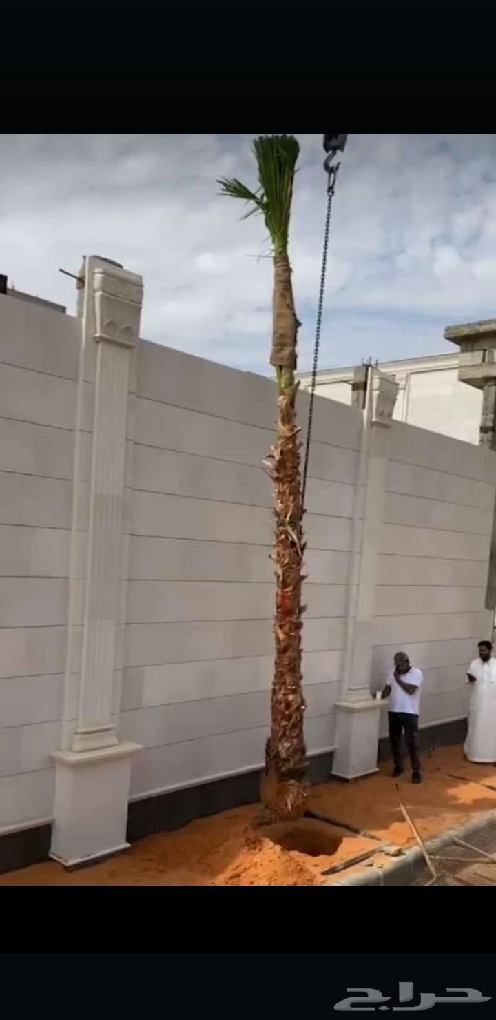 يوجد لدينا نخل واشنطني وعربي للبيع بسعر مناسب64591936951426114