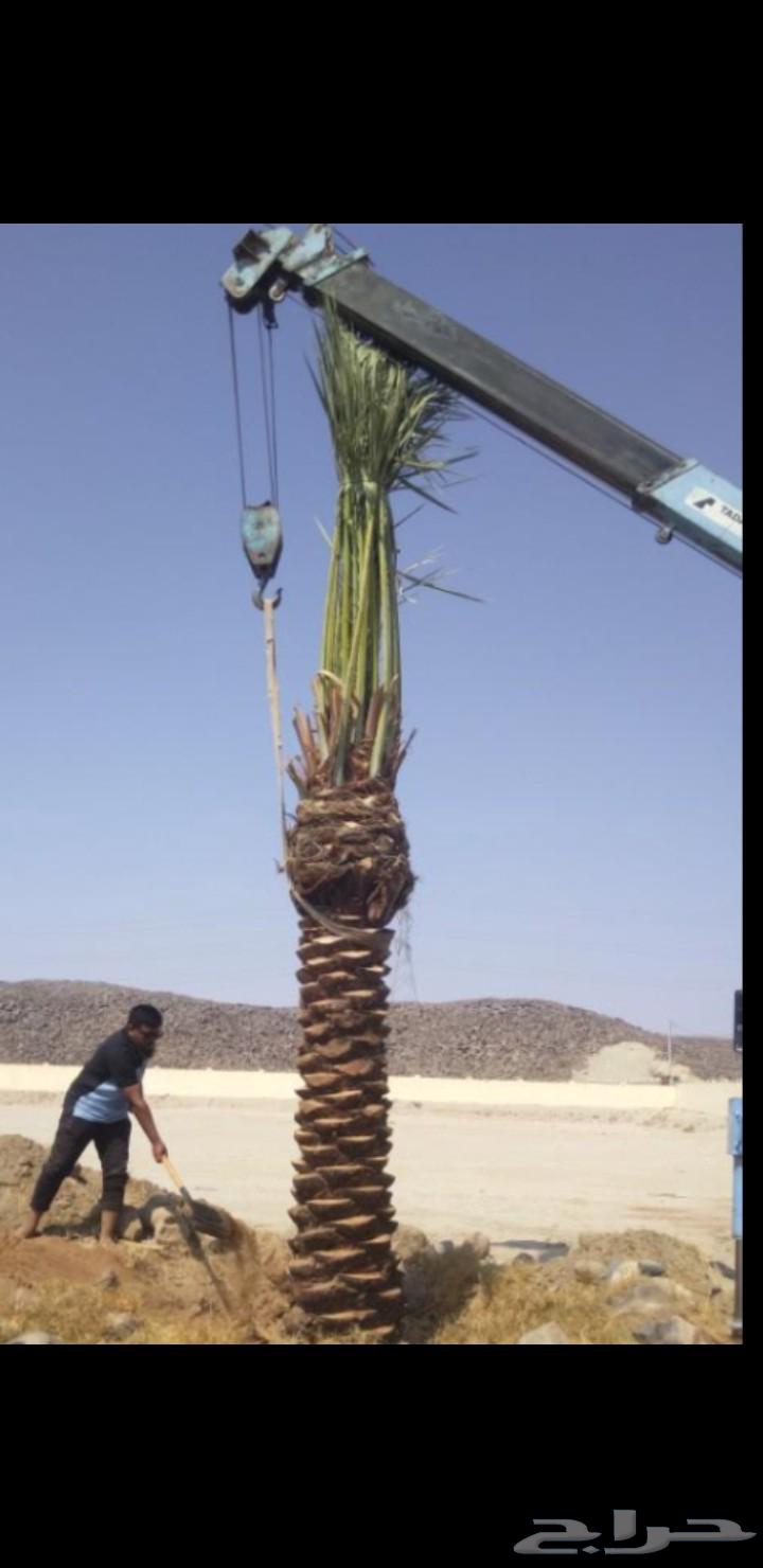 يوجد لدينا نخل واشنطني وعربي للبيع بسعر مناسب64591936951426111