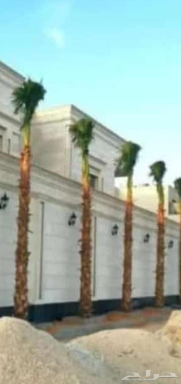 نخل واشنطني للبيع64592733262850110