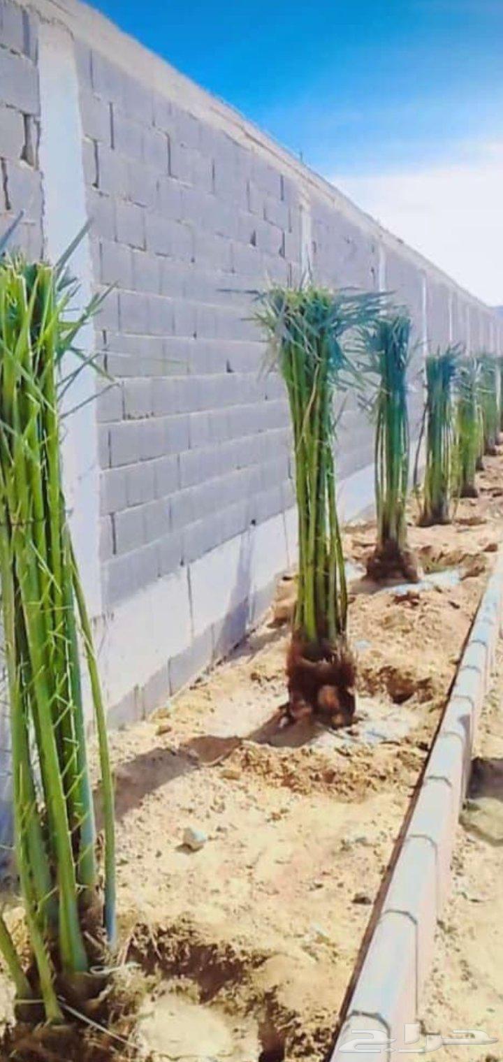 نخل واشنطني للبيع64592733262850112