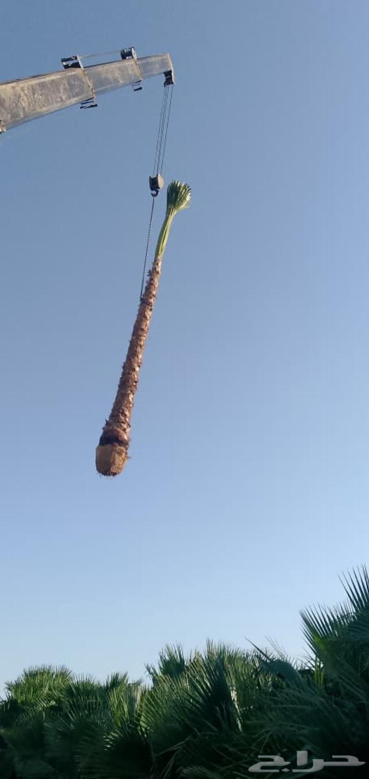 نخل واشنطني للبيع64592733262850111