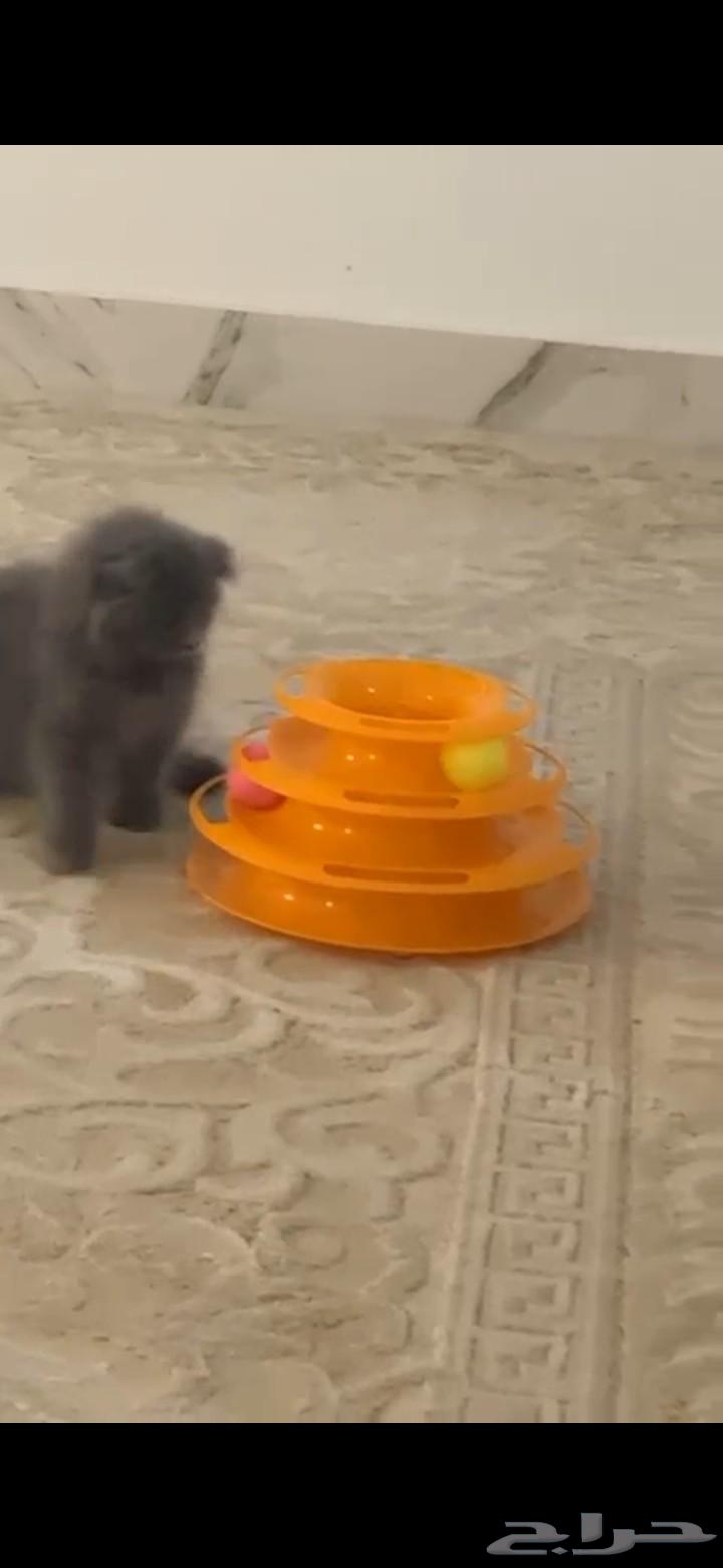 قطه للبيع بصحة سليمه بعمر شهرين متعود لتر بكس مع كل التطعيما64590385488129112