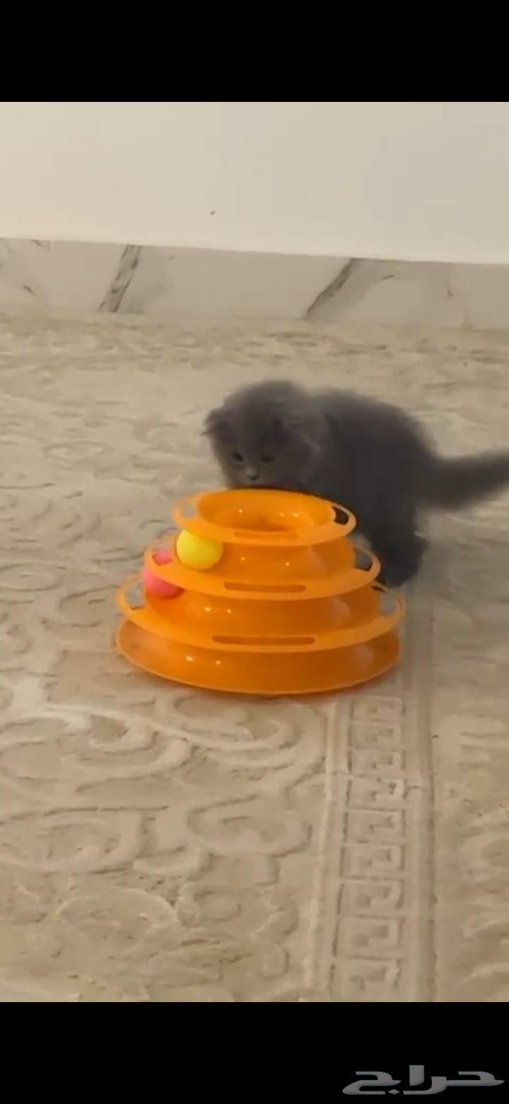 قطه للبيع بصحة سليمه بعمر شهرين متعود لتر بكس مع كل التطعيما64590385488129110