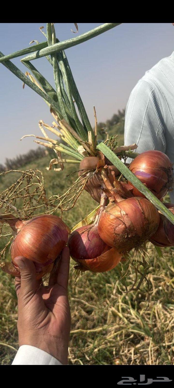 Onion and potato supply, bulk order available with delivery64588335191297110