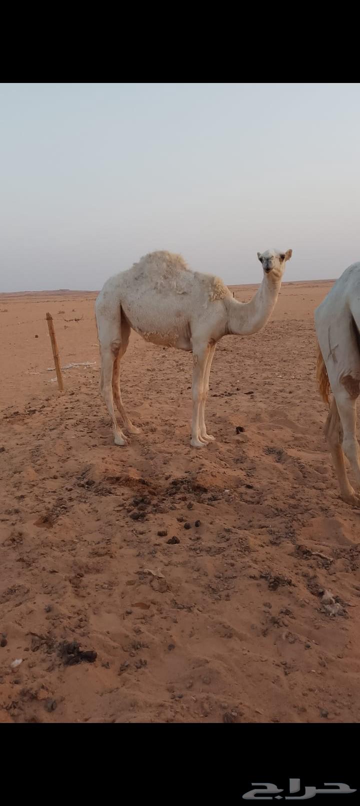 A one-year-old long-stemmed upper banana, several months old64593949921281111