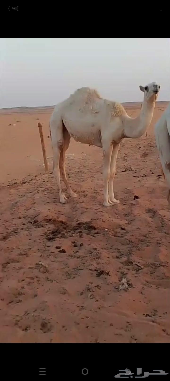 A one-year-old long-stemmed upper banana, several months old64593949921281113