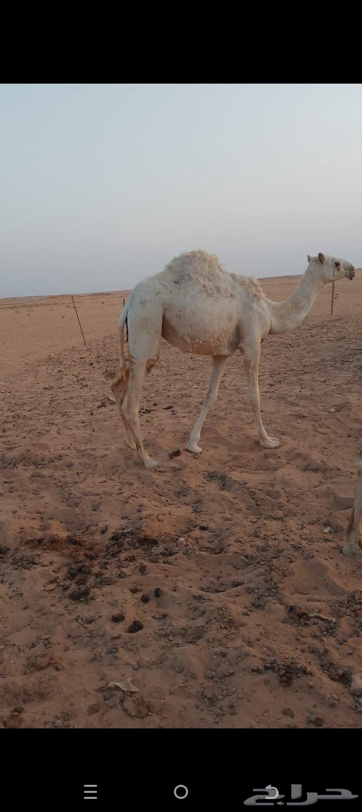 A one-year-old long-stemmed upper banana, several months old64593949921281110