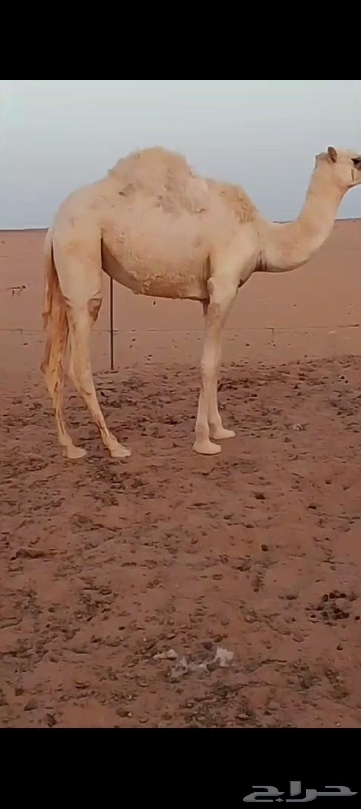 A one-year-old long-stemmed upper banana, several months old64593949921281114