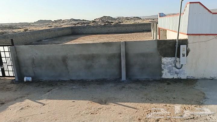 مربط العبية يعلن64594247141762111