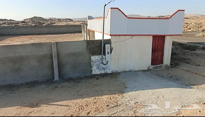 مربط العبية يعلن64594247141762112